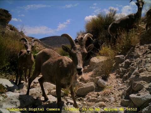 Image of Desert bighorn sheep