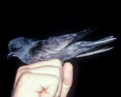 Image of Ashy Storm Petrel