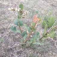 Image of Asclepias lynchiana M. Fishbein