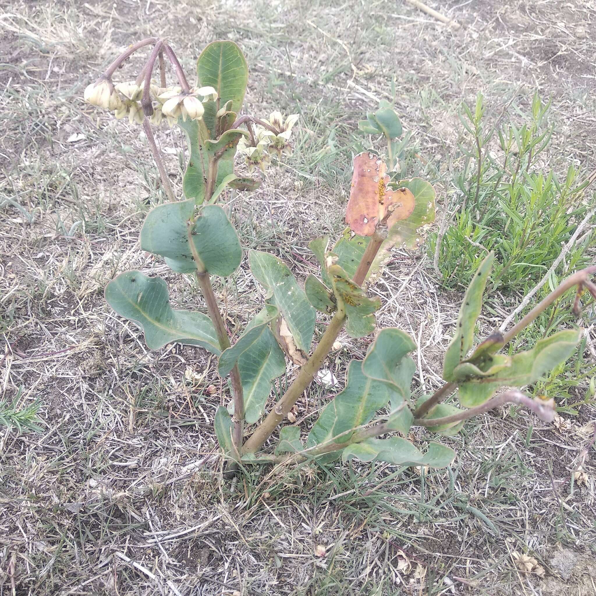 Image of Asclepias lynchiana M. Fishbein