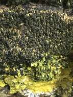 Image of Many-headed slime