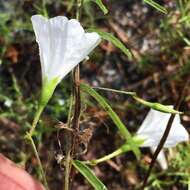 Image de Stylisma patens subsp. angustifolia (Nash) Myint