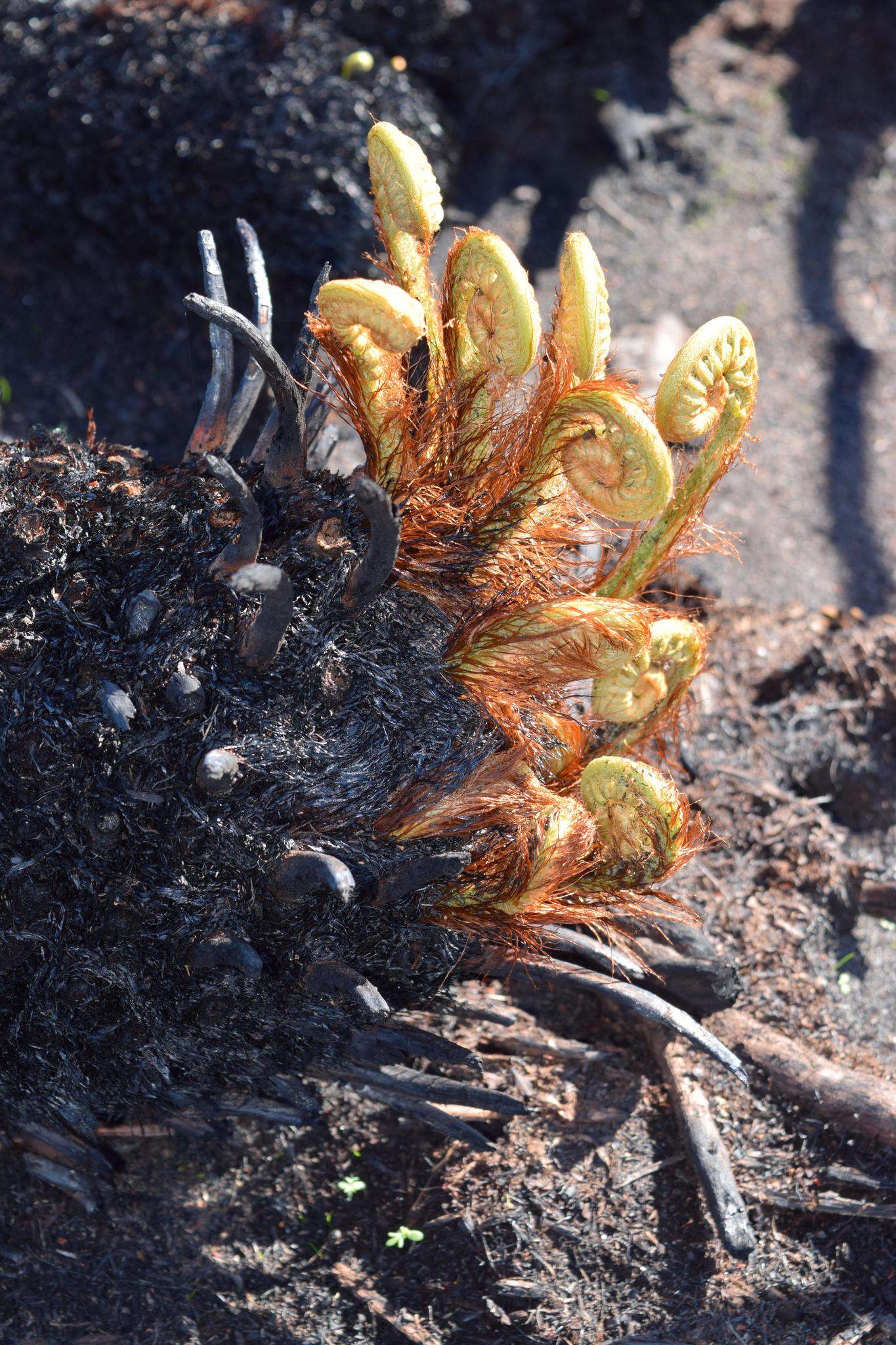 Image of Lomariocycas tabularis (Thunb.) Gasper & A. R. Sm.