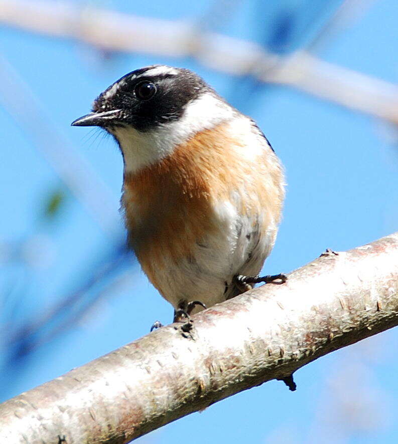 Image of Reunion Stonechat