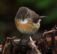 Image of Reunion Stonechat