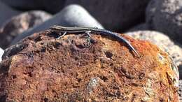 Image of Five-lined Snake-eyed Skink