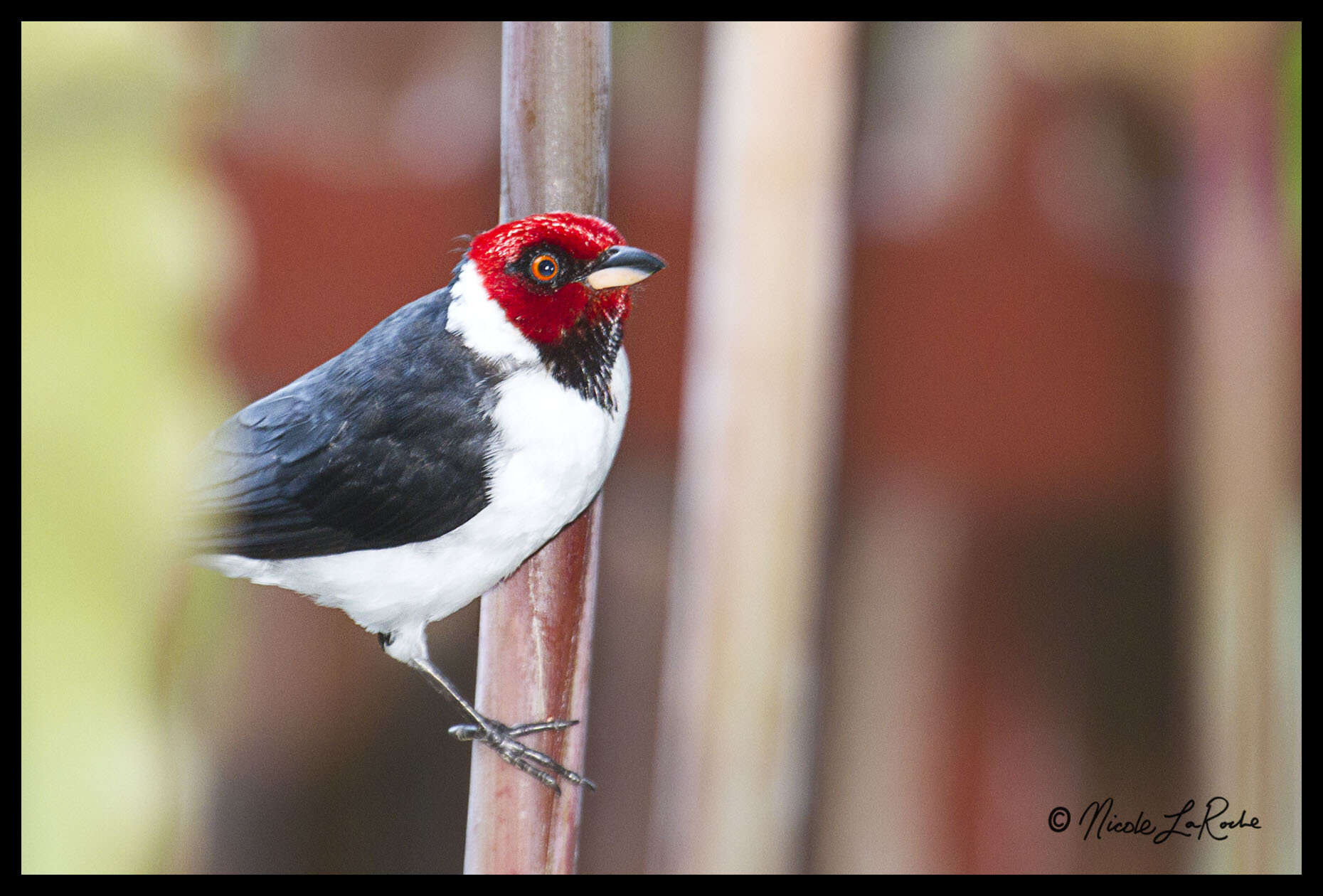 Image of Red-capped Cardinal
