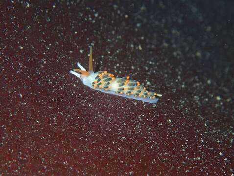 Diaphoreolis lagunae (O'Donoghue 1926) resmi