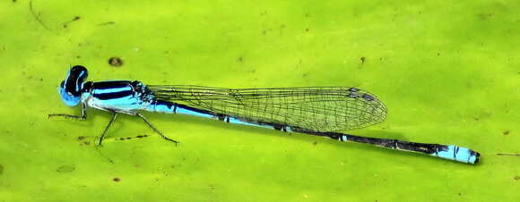 Image of Black-tailed Bluet