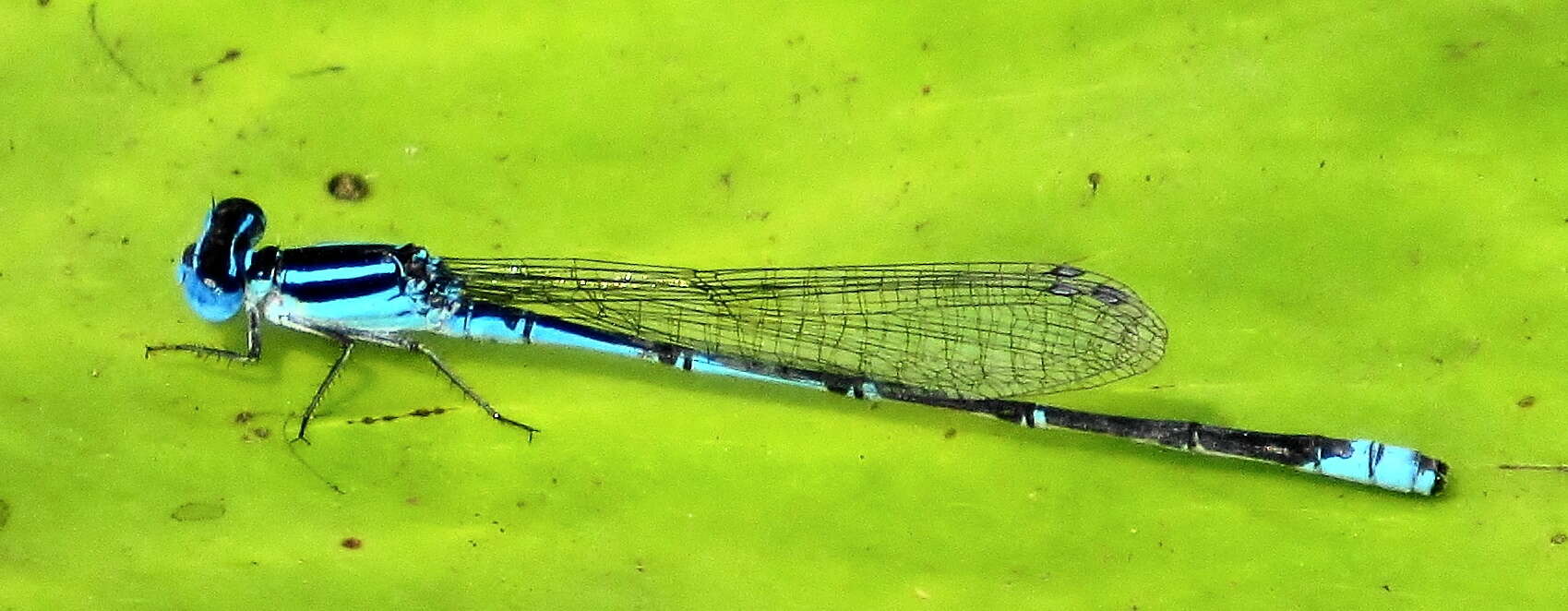 Image of Black-tailed Bluet