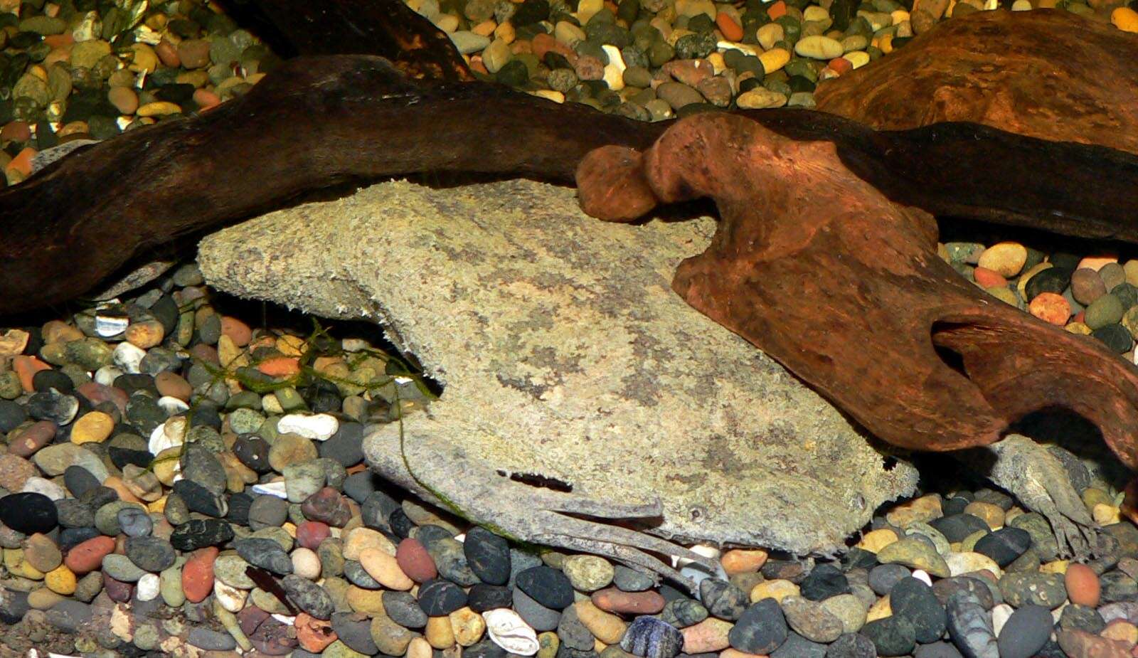 Image of Surinam toad