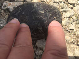 Image of Mississippi mud turtle