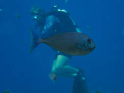 Image of Black Unicornfish