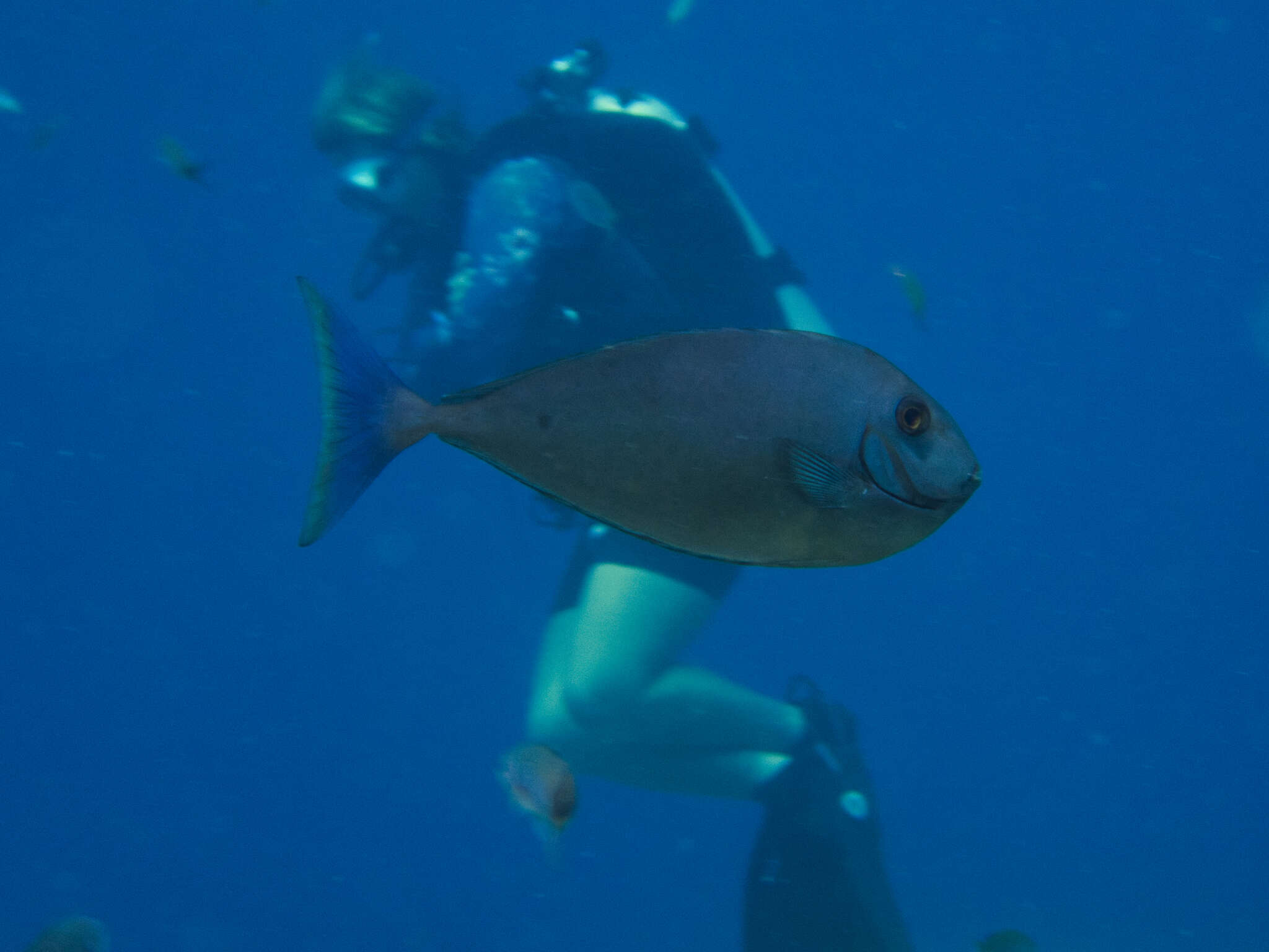 Image of Black Unicornfish