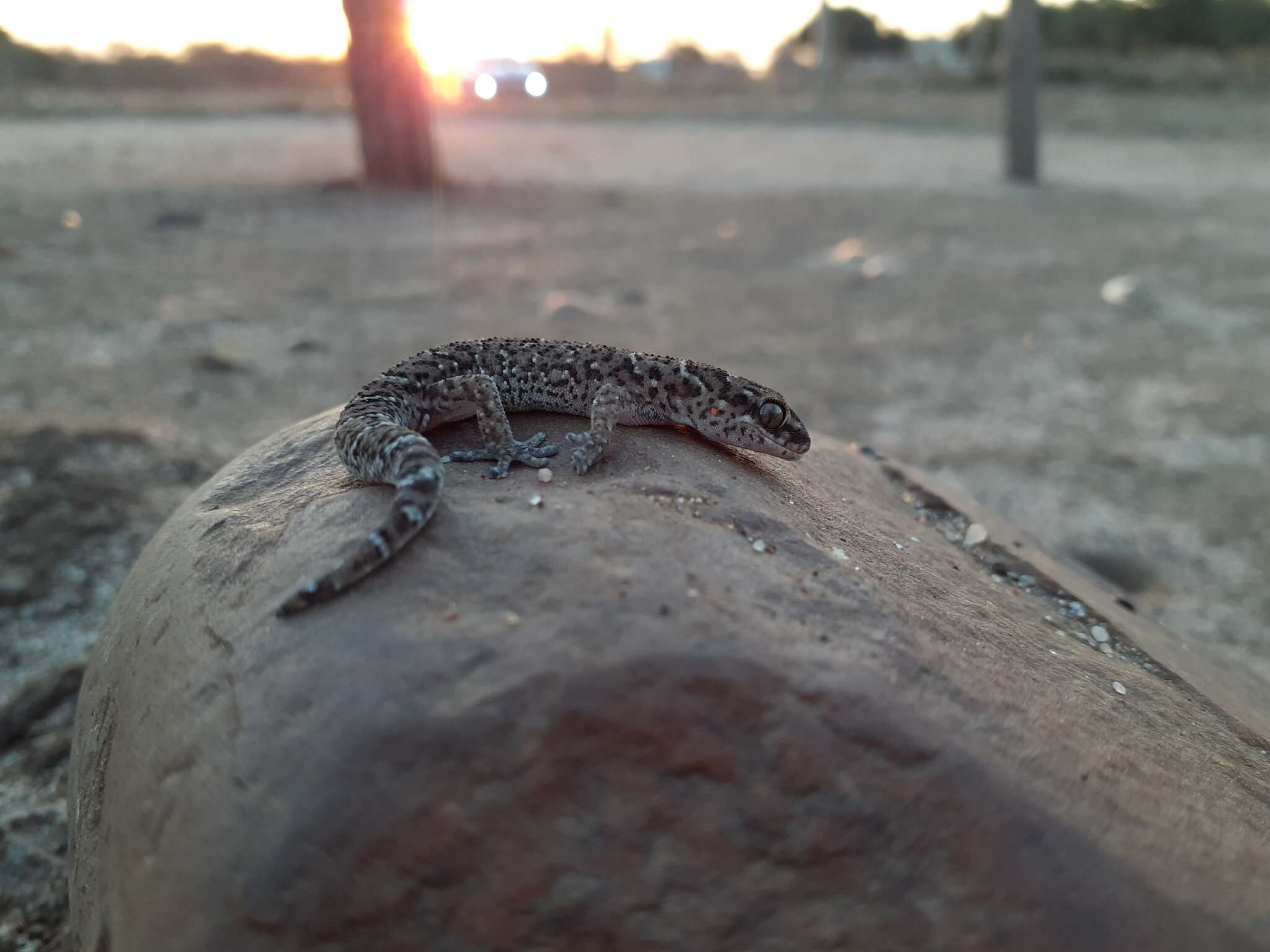 Image of Van Son's Gecko