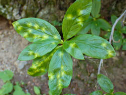 Image of Exobasidium burtii Zeller 1934