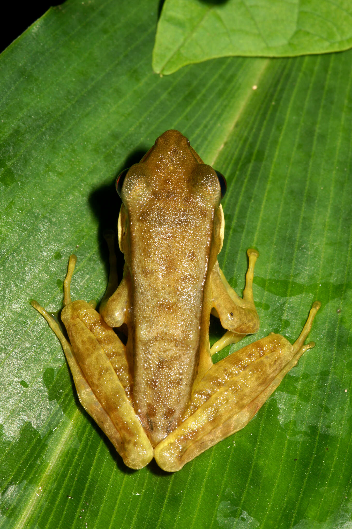 Image of White-lipped frog