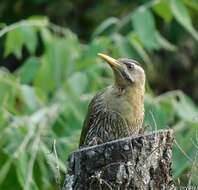 Image of Scaly-bellied Woodpecker