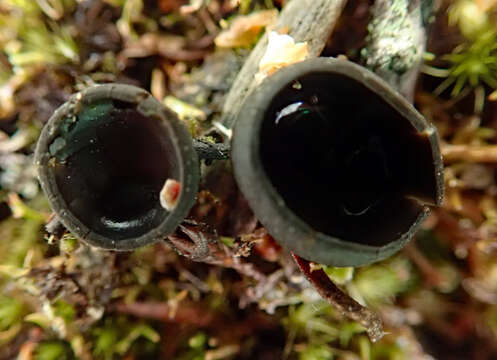 Imagem de Pseudoplectania affinis M. Carbone, Agnello & P. Alvarado 2014