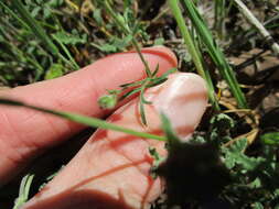 Image of California gilia