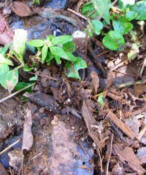 Image of Black Coral Snake