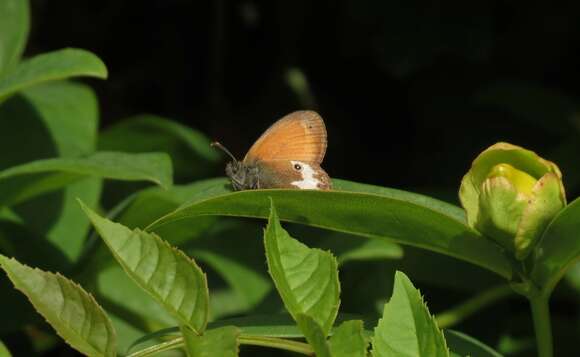 Image of pearly heath