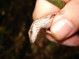 Image of Border Ranges Shadeskink