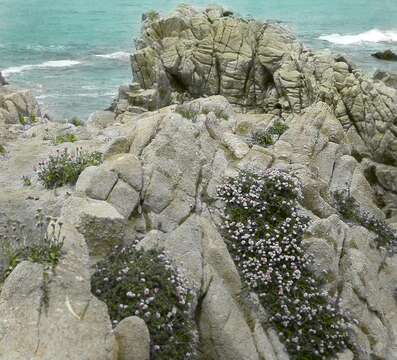 Imagem de Eriogonum fasciculatum Benth.