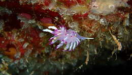 Image of Flabellina llerae Ortea 1989