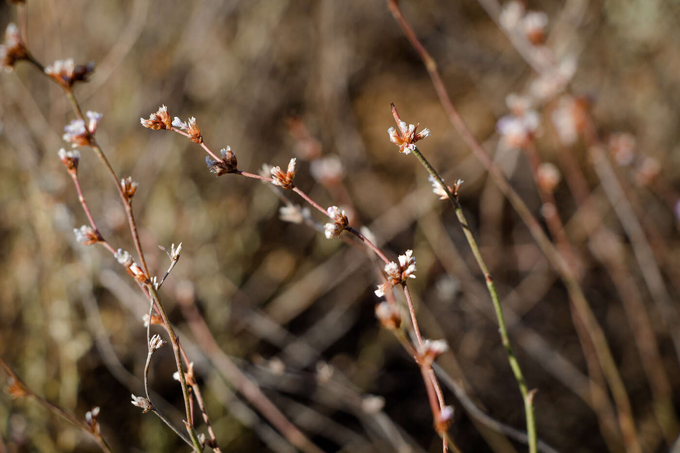 Sivun Limonium suffruticosum (L.) Kuntze kuva