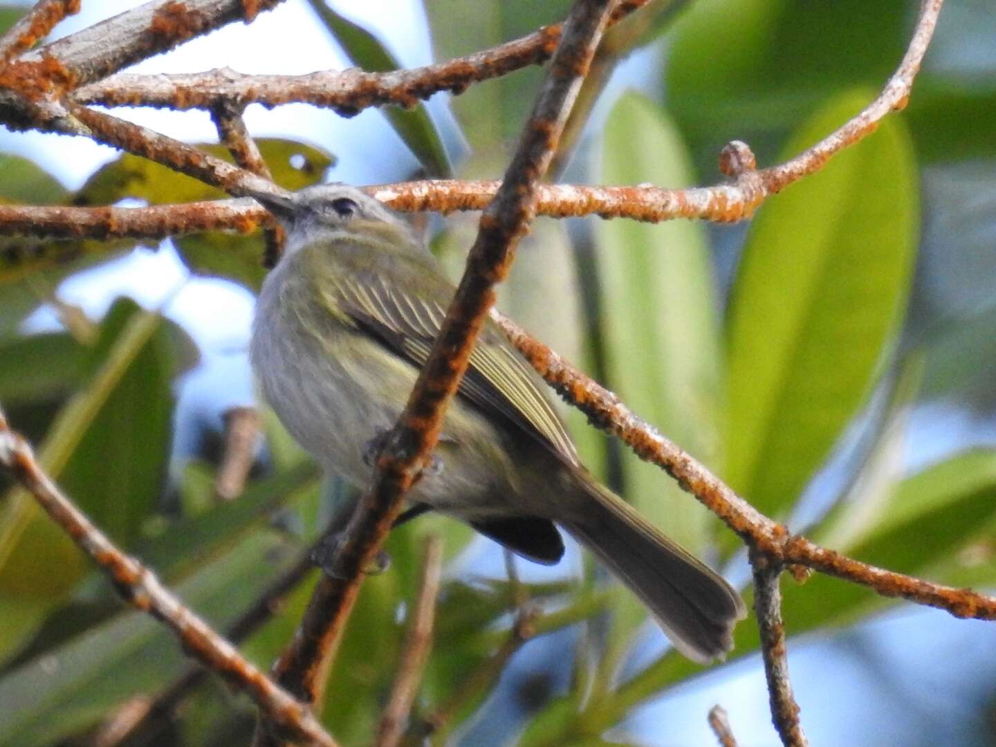 Image of Guatemalan Tyrannulet