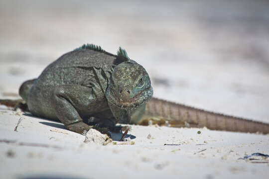 Imagem de Cyclura carinata Harlan 1824