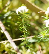 Image of Asperula conferta Hook. fil.