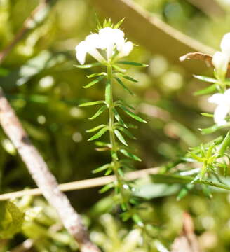 Image of Asperula conferta Hook. fil.