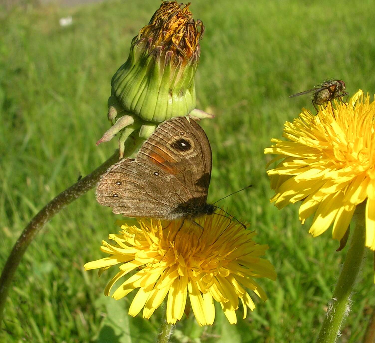 Image of Lasiommata maera