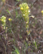 Image of cutleaf Indian paintbrush