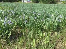 Image of Iris lactea Pall.