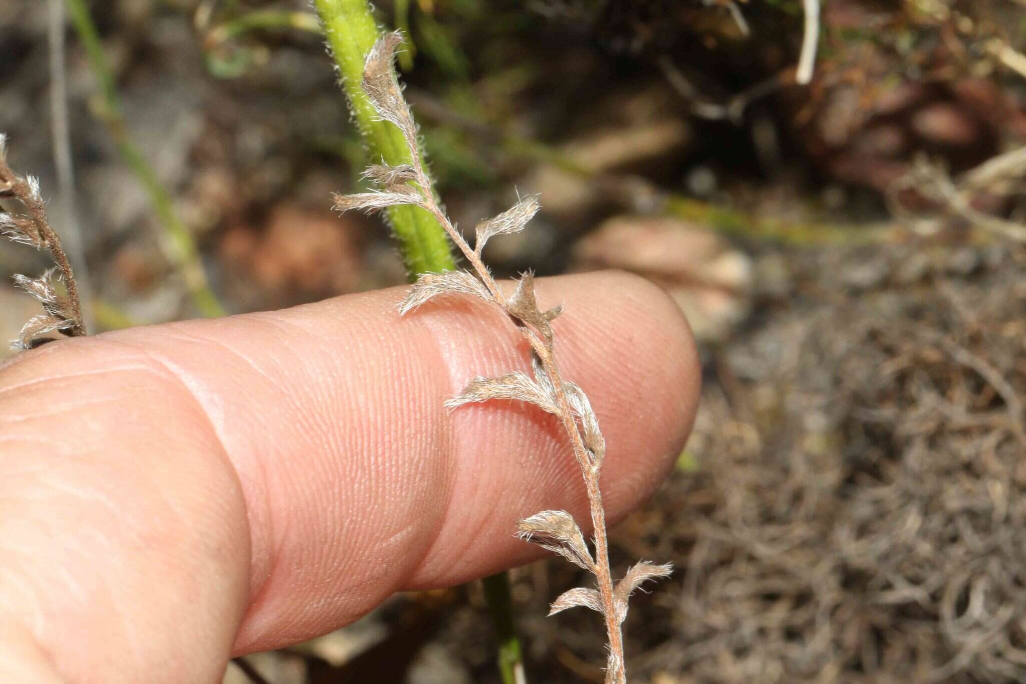 Image of Pelargonium viciifolium L'Her.