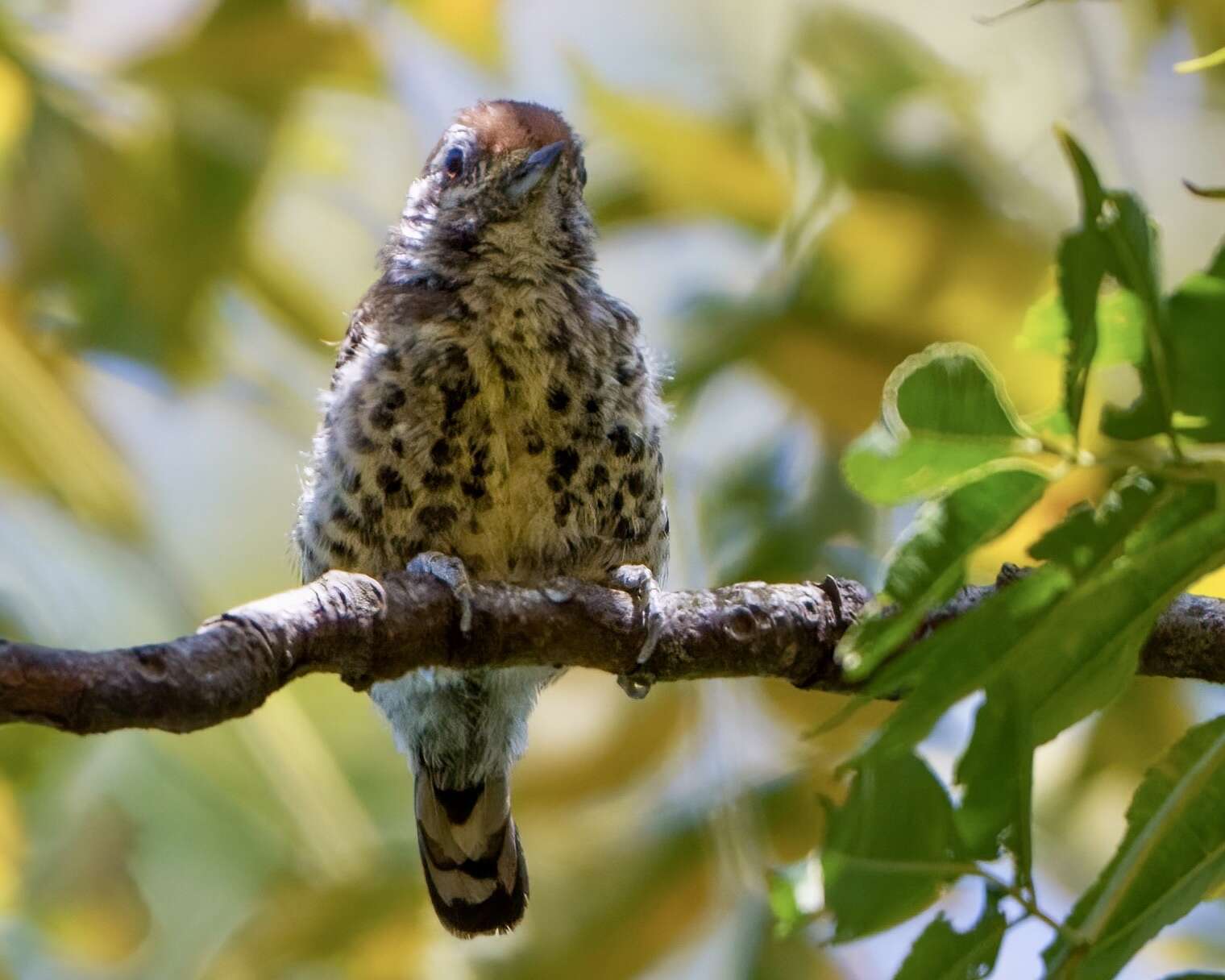 Image of Speckled Piculet