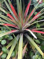 Fascicularia bicolor subsp. bicolor的圖片