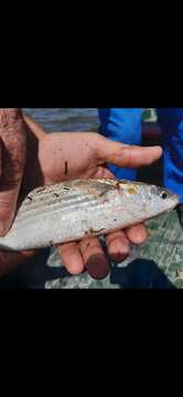 Image of Golden Grey Mullet