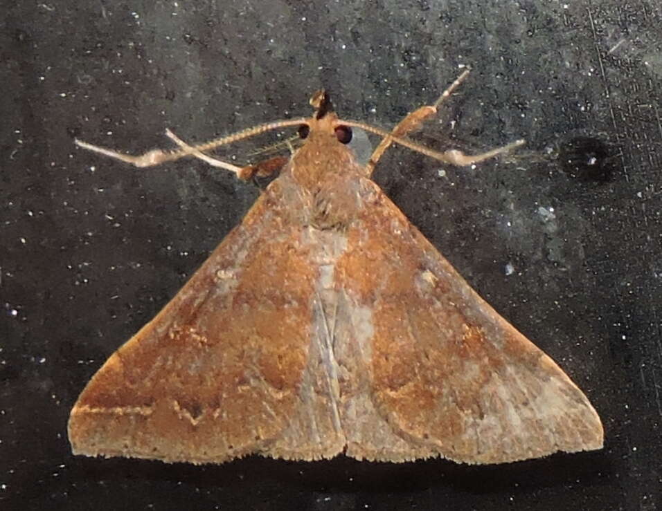 Image of Discolored Renia Moth