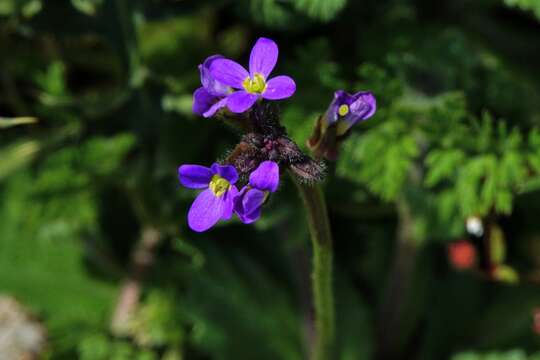 Image of Arabis verna (L.) W. T. Aiton