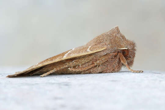 Image of Morrison's Sallow