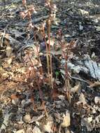 Image of Spring coralroot