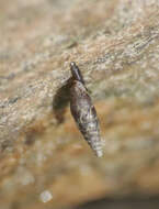 Image of two-toothed door snail