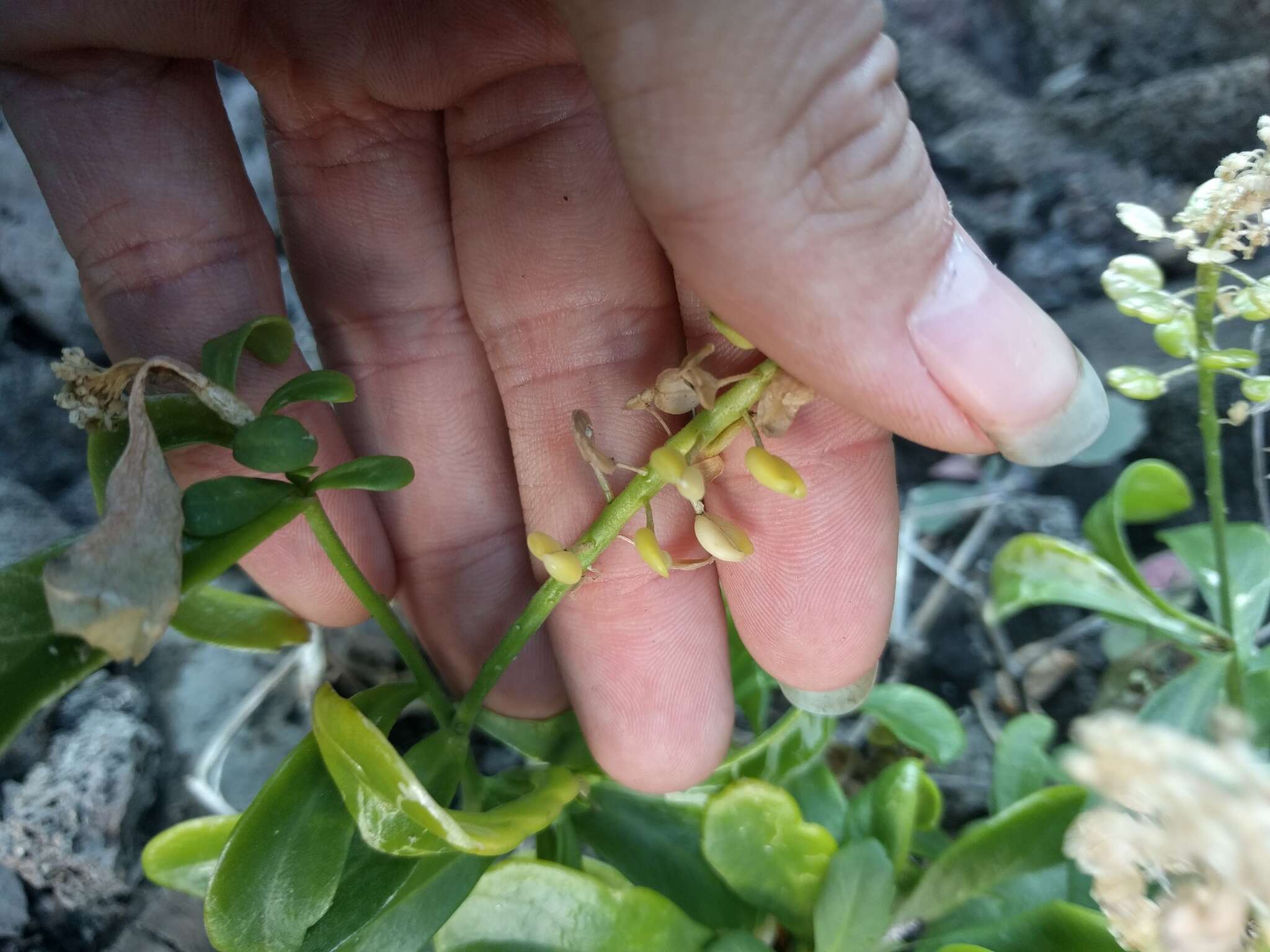 Image of <i>Lepidium bidentatum</i> var. <i>o-waihiense</i> (Cham. & Schltdl.) Fosberg