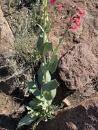 Image of Wright's beardtongue