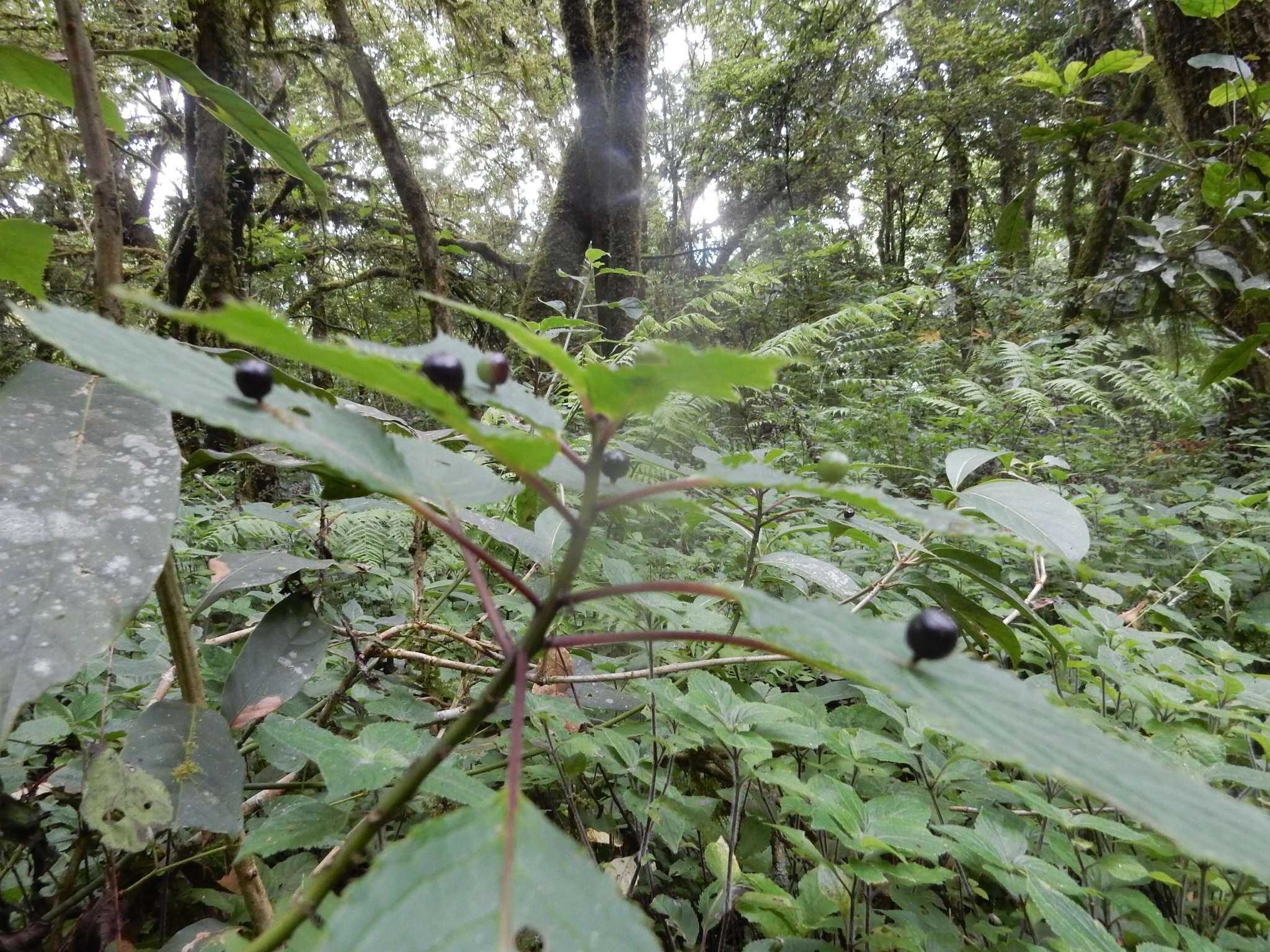 Image of Helwingia japonica subsp. liukiuensis (Hatusima) H. Hara & S. Kurosawa