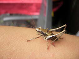 Image of dark bush-cricket